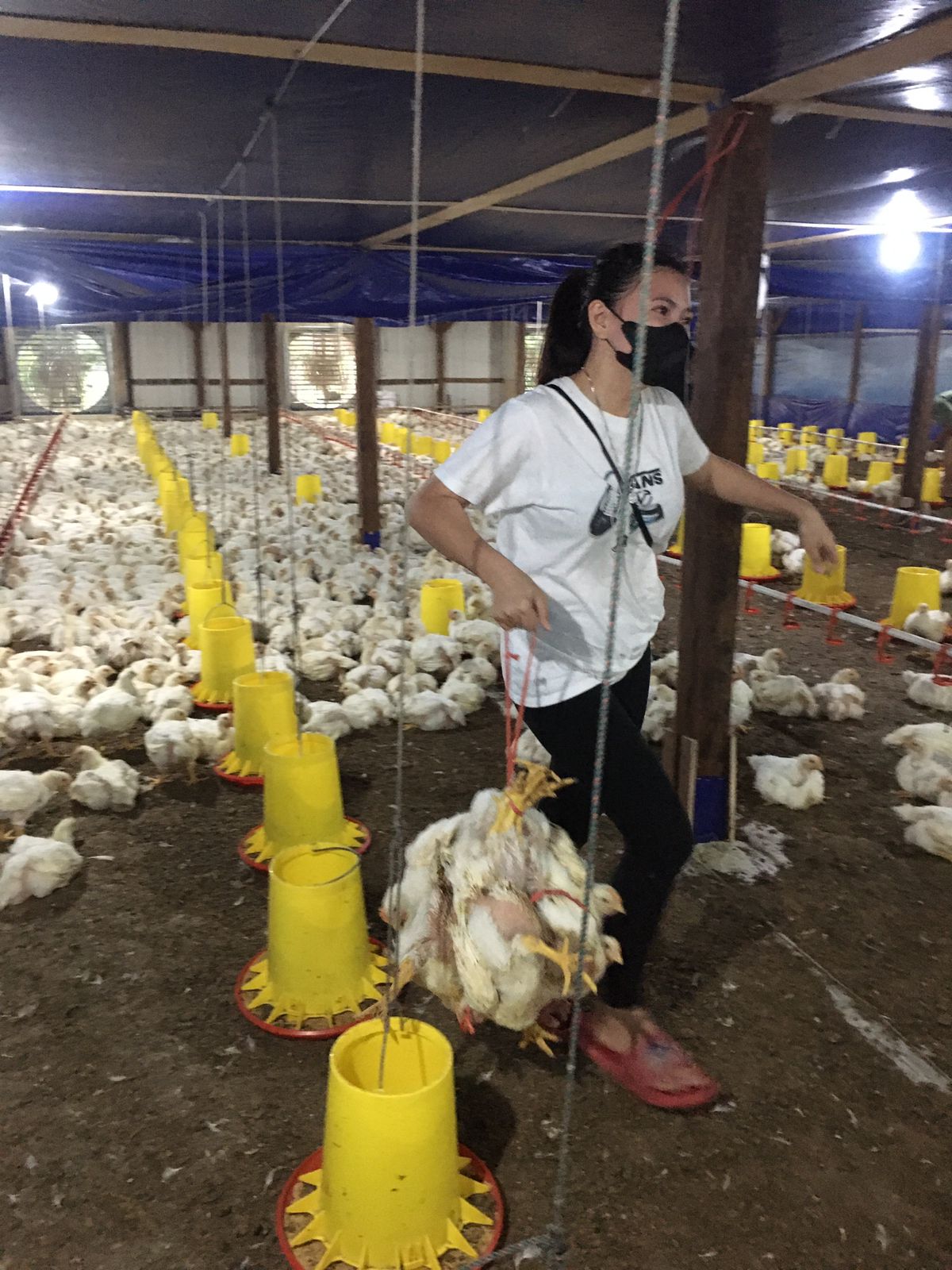 Kegiatan Magang Mahasiswa Fapet di Lokasi Peternakan Ayam PT. Charoen Pokhphand