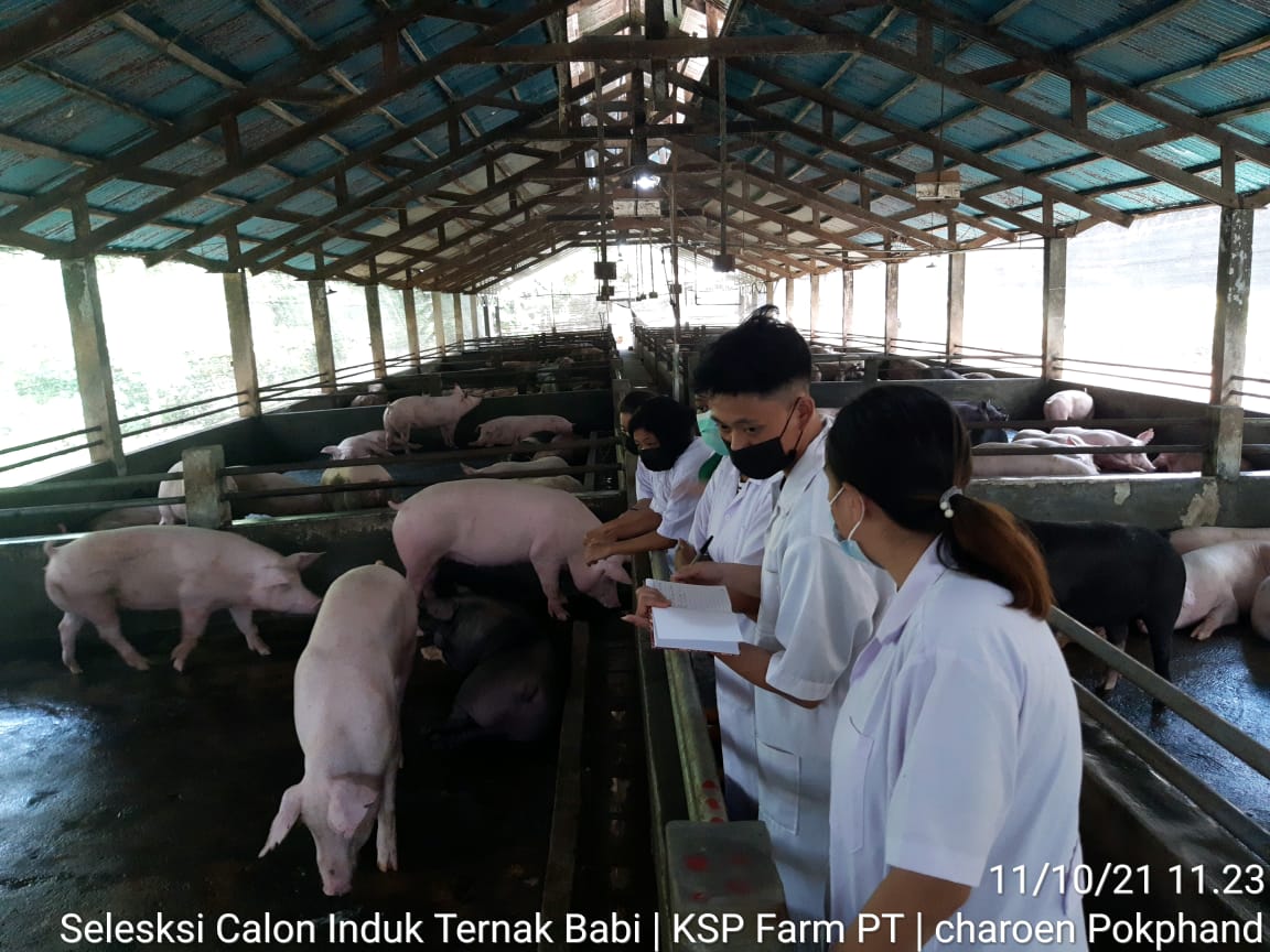Kegiatan Magang Mahasiswa Fapet di Lokasi Peternakan Babi PT. Charoen Pokhphand (Kelurahan Taratara dan Desa Lemoh)